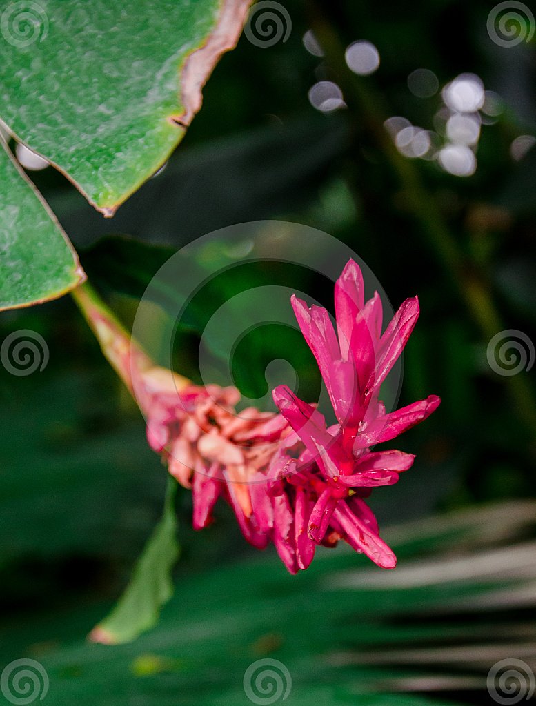 Stock Photo: Red Ginger